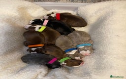Boston Terrier dogs for stud: Stunning Proven KC Boston Terrier stud dog in Leeds - Image 13