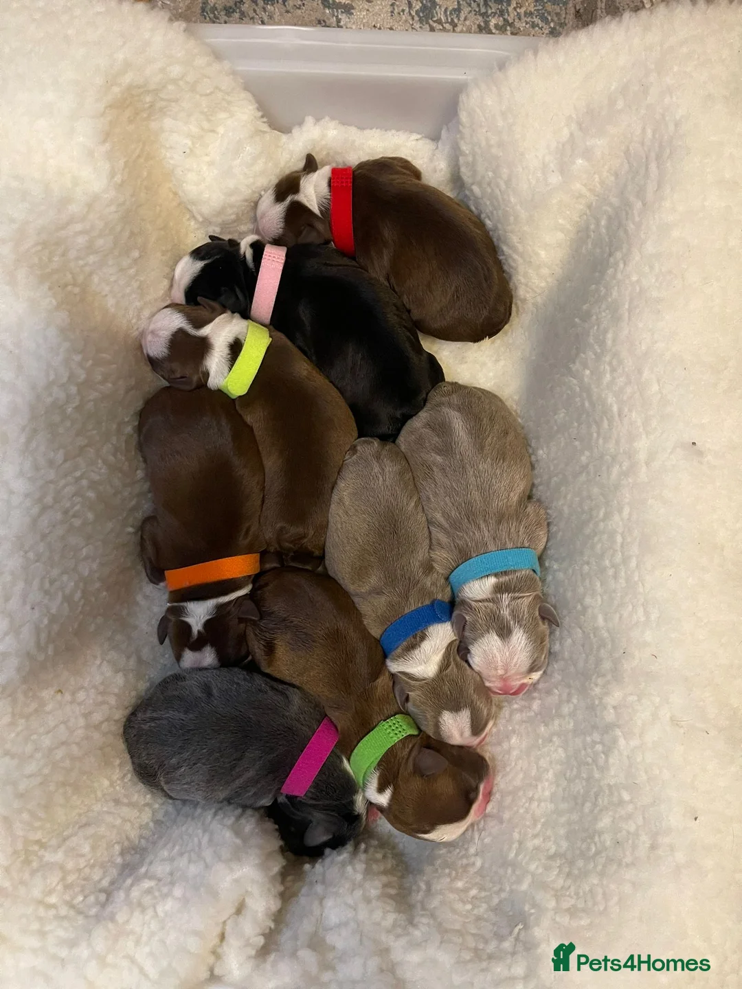 Boston Terrier dogs for stud: Stunning Proven KC Boston Terrier stud dog in Leeds - Advert 13