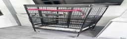 Parrots birds for sale: African Grey 6 Months Old Male Fully Hand Tame  in Bradford - Advert 6