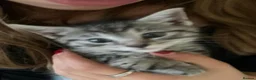 American Shorthair cats for sale: Grey tabby cat in Mansfield - Advert 4