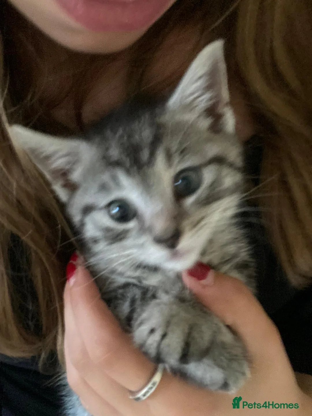 American Shorthair cats for sale: Grey tabby cat in Mansfield - Advert 4