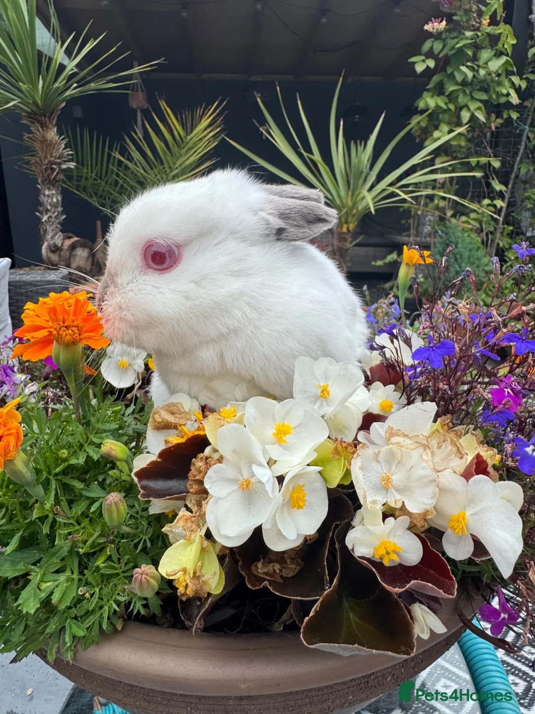 Netherland Dwarf rabbits for sale: Pure white netherland dwarf Doe bunny rabbit - Advert 2