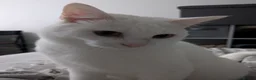 Mixed Breed cats for sale: White Male Moggie Cat Looking for a Forever Home - Advert 5