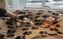 Siberian Husky dogs for sale: Gorgeous huskies puppies for sale! - Image 10