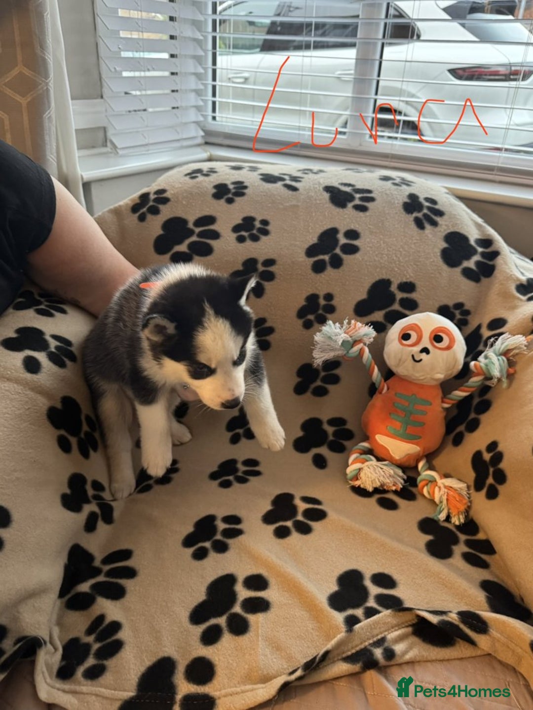 Siberian Husky dogs for sale: Gorgeous huskies puppies for sale! - Image 10