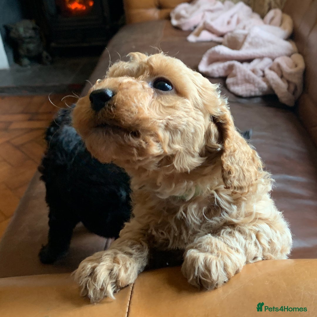 Cockapoo dogs for sale: Cute as Buttons! Cockapoo Puppies for Sale - Image 7