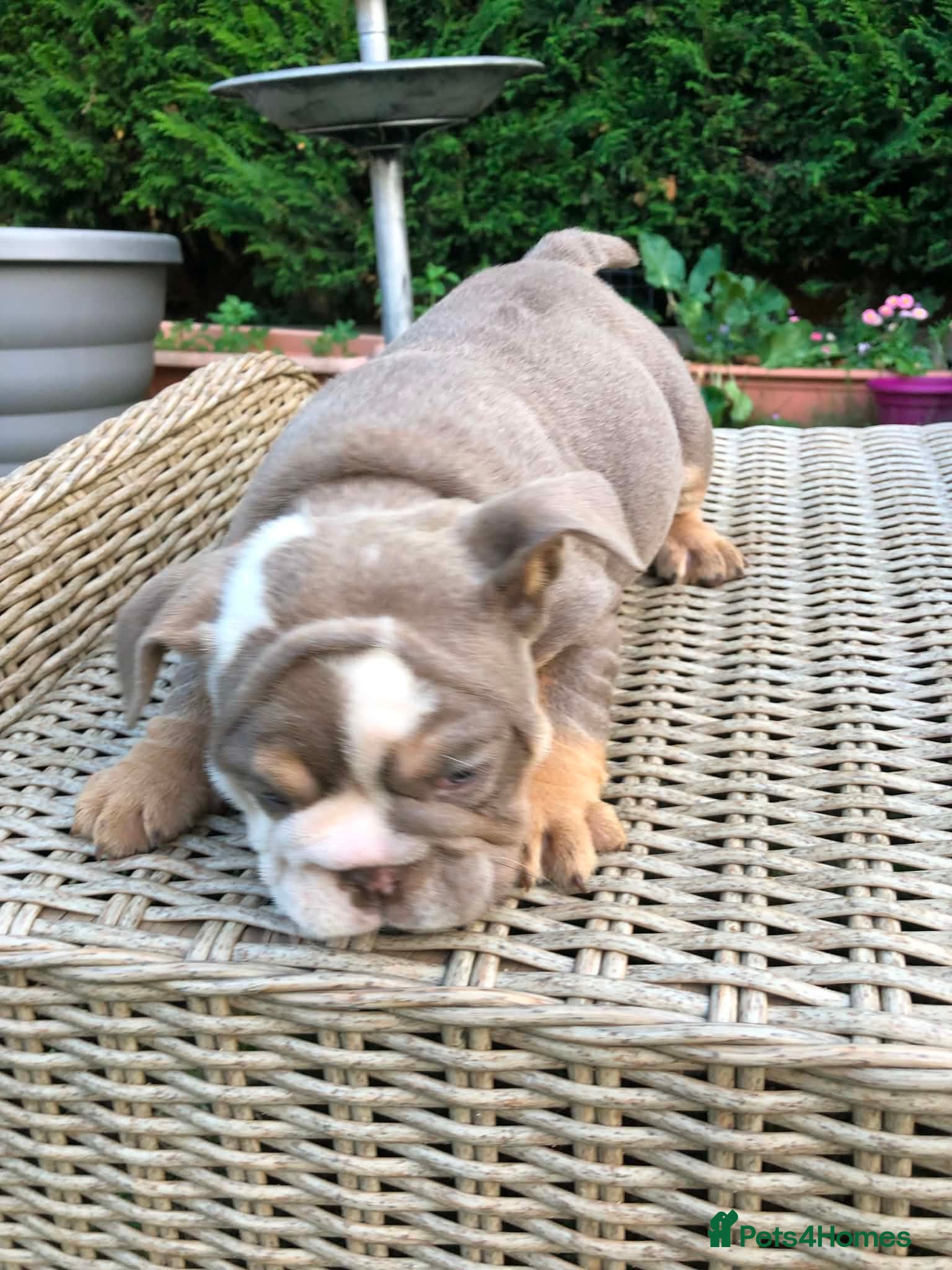English Bulldog dogs for sale: English bulldog puppies in Doncaster - Advert 17