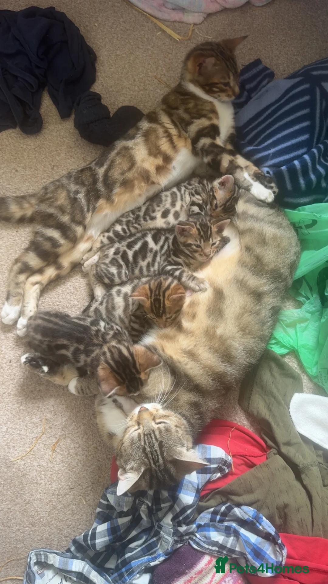 Bengal cats for sale: Bengal x kitten - Advert 2
