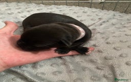 Staffordshire Bull Terrier dogs for sale: Staffordshire bull terrier Puppies  - Image 9
