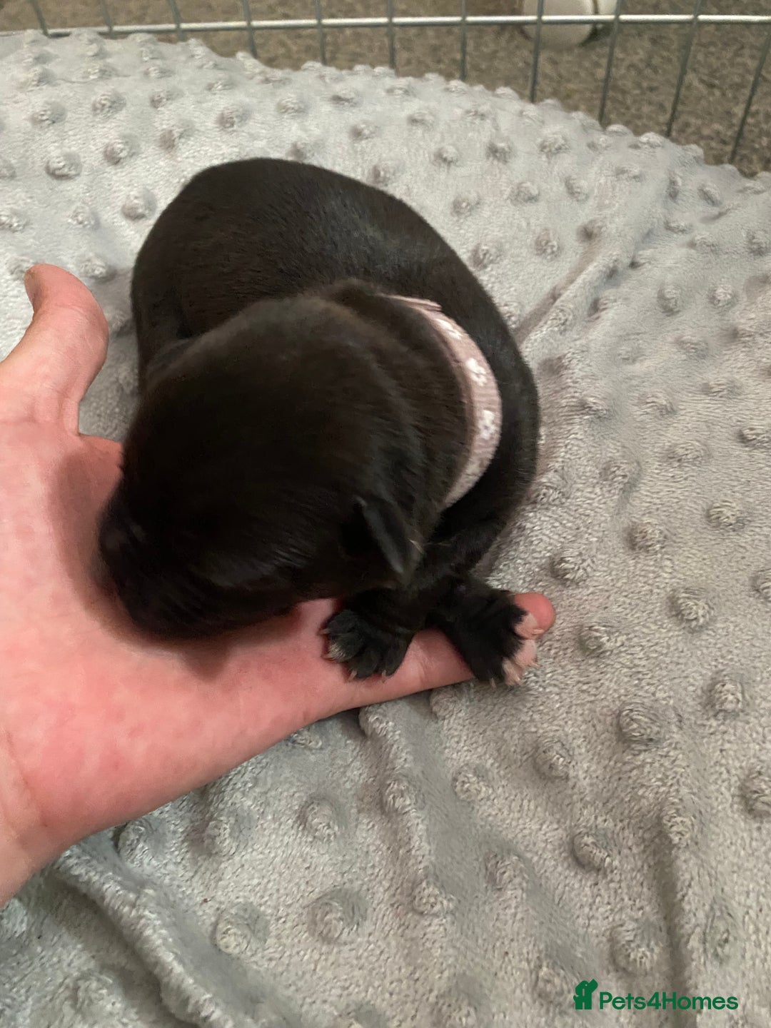 Staffordshire Bull Terrier dogs for sale: Staffordshire bull terrier Puppies  - Image 9
