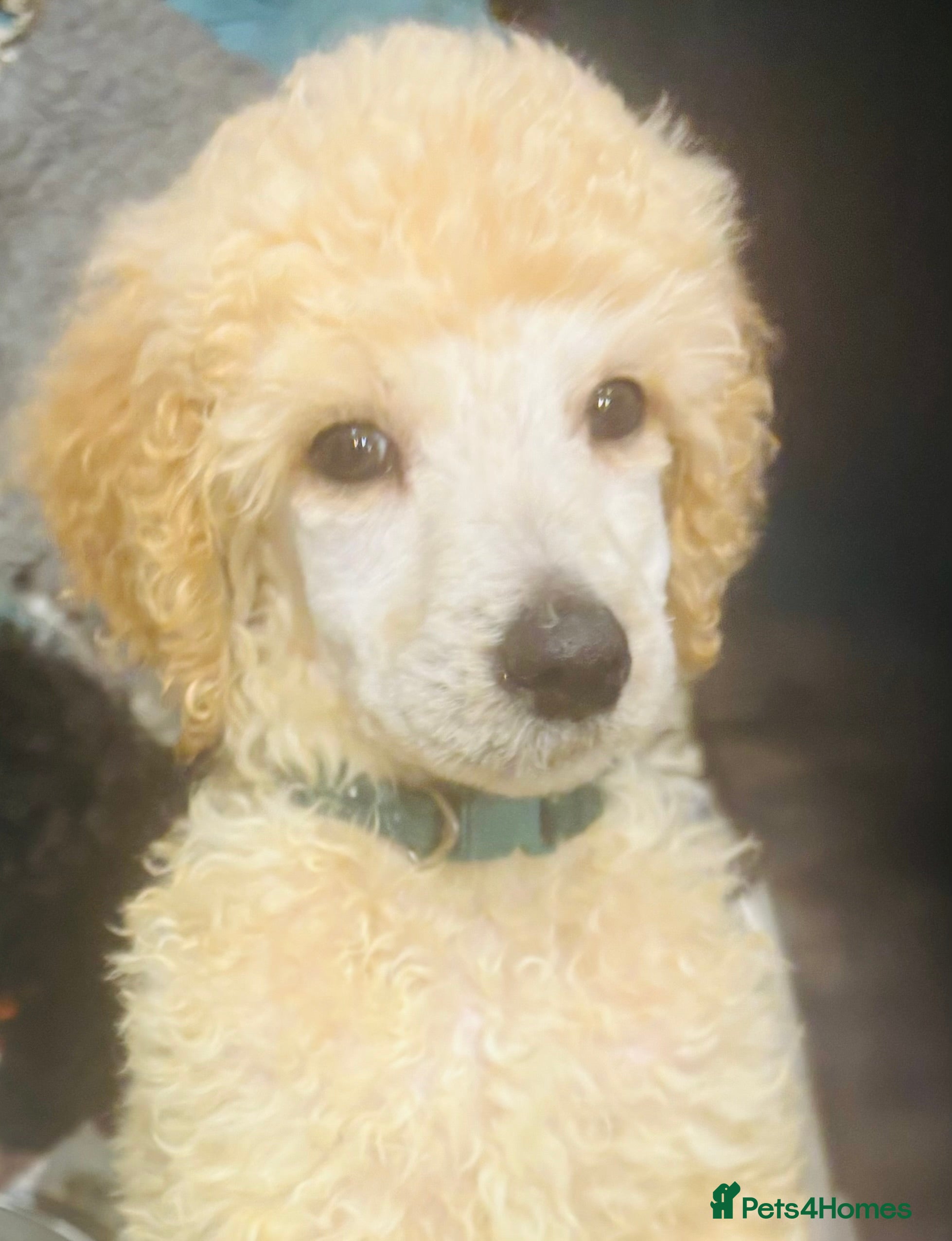 Standard Poodle dogs Kc registered standard poodles  - Advert 4