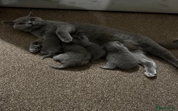 British Shorthair cats for sale: 3 British Shorthair Boys   - Image 5