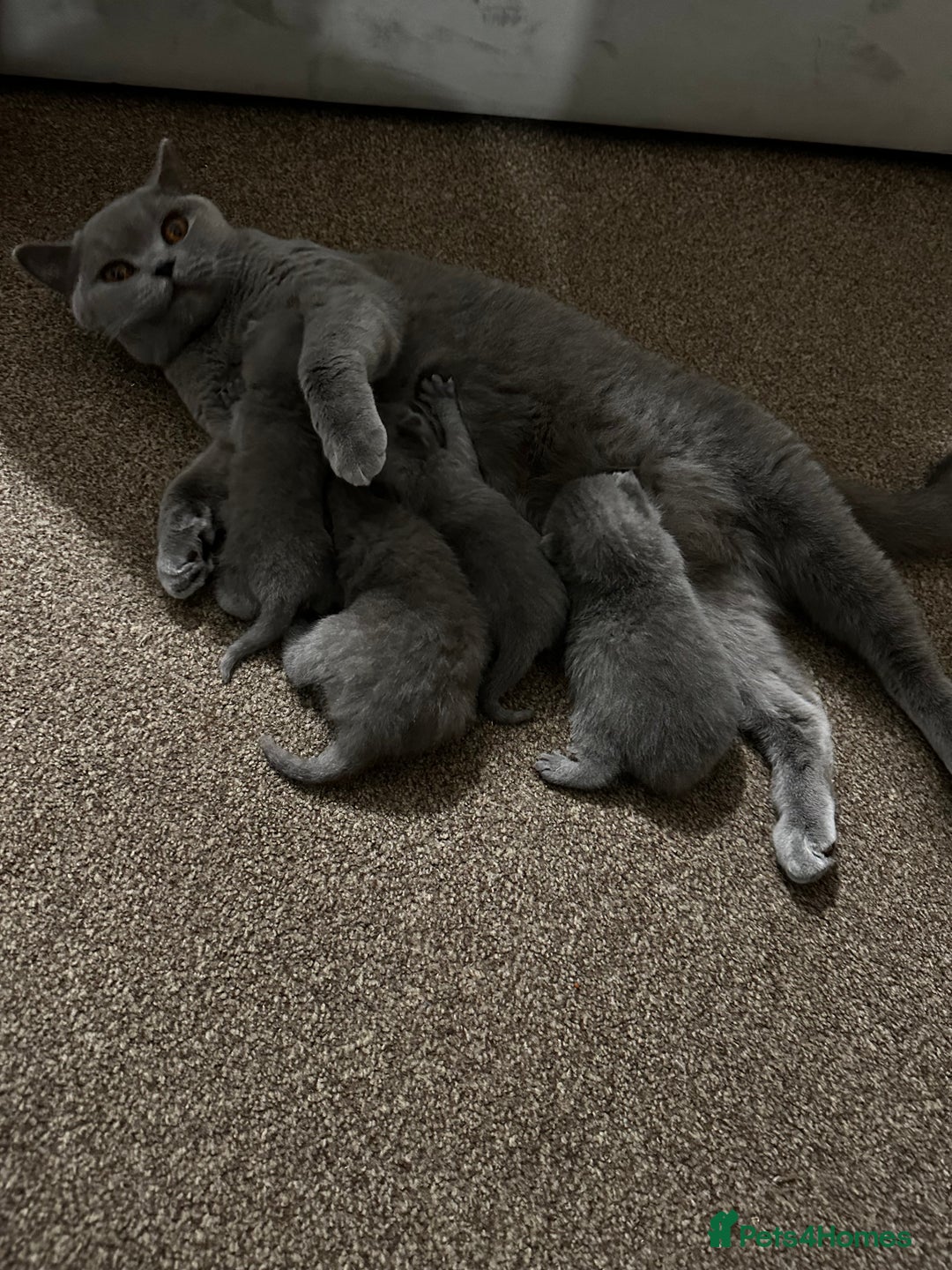 British Shorthair cats for sale: 3 British Shorthair Boys   - Image 5