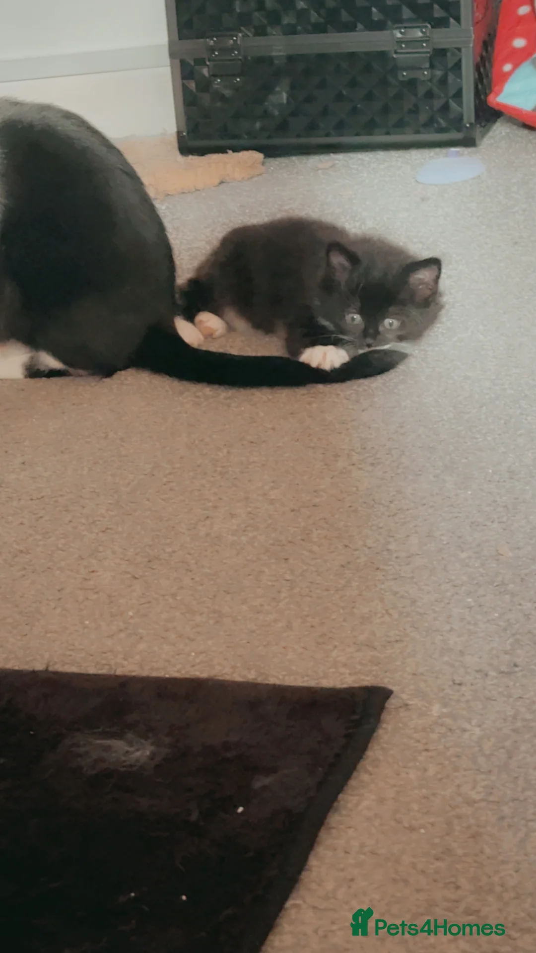 Mixed Breed cats for sale: Beautiful litter of kittens  in Hatfield - Advert 4