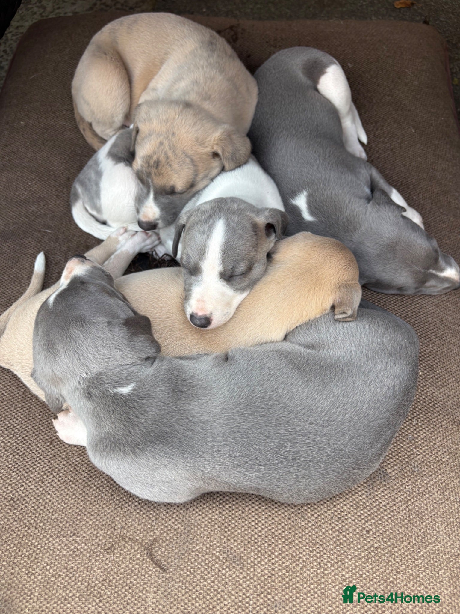 Whippet dogs STUNNING KC registered whippets for sale  - Advert 1