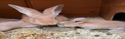 Mixed Breed rabbits for sale: 4x continental giant x French lop bunnies for sale in Sevenoaks - Advert 11