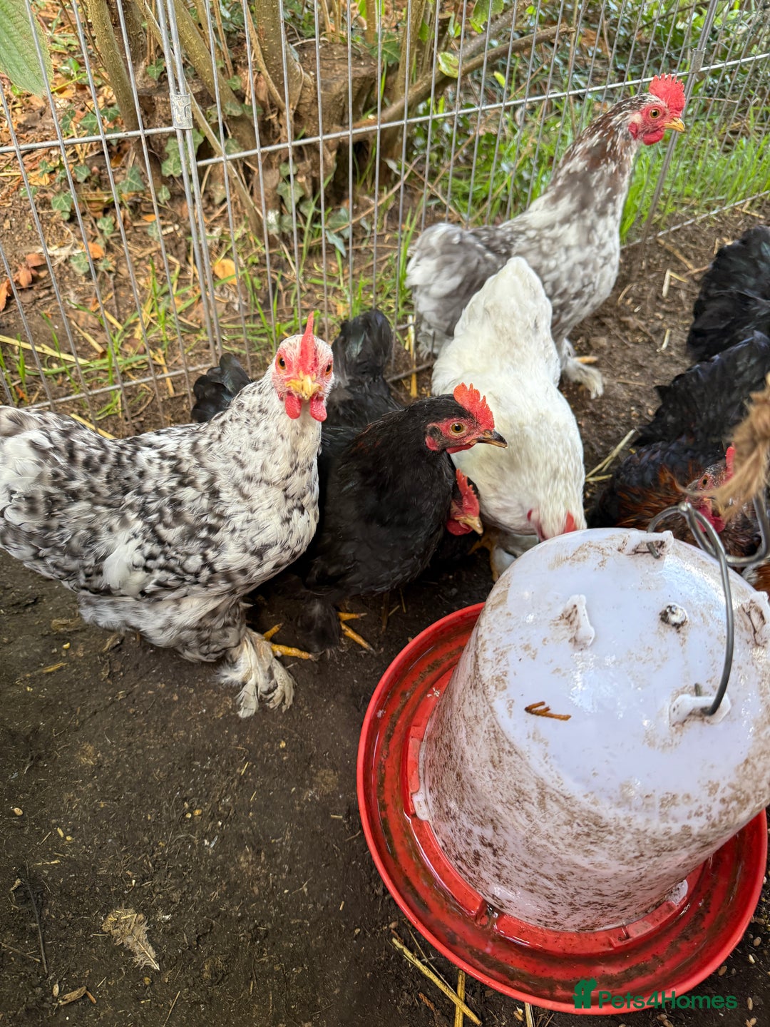 Chickens poultry for sale: Pekin bantams  - Image 8