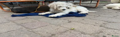 Leo – Beautiful Standard Poodle Boy