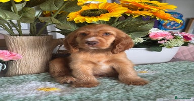Cocker Spaniel dogs in Market Drayton - Advert 6