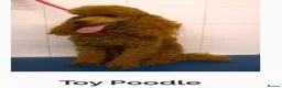 Cockapoo dogs for sale: F1b cockapoo puppy’s  - Advert 8