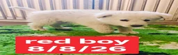White Swiss Shepherd dogs for sale: Stunning KC reg long-coated White Swiss Shepherd - Advert 11