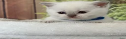 British Shorthair cats for sale: stunning british shorthair  - Advert 22