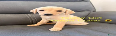 Yellow girl - yellow collar 