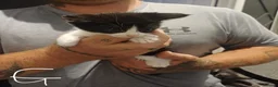 Mixed Breed cats for sale: Kittens for sale - Advert 5