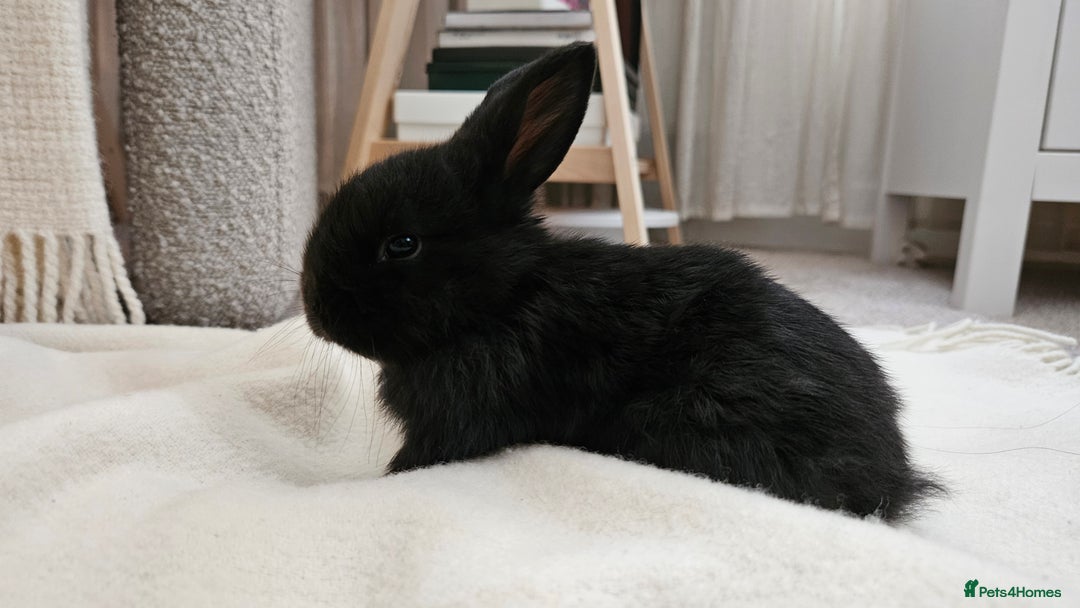 Mini Lop rabbits for sale: Adorable Baby Minilops Mixed - Image 6