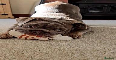 English Bulldog dogs - Advert 2