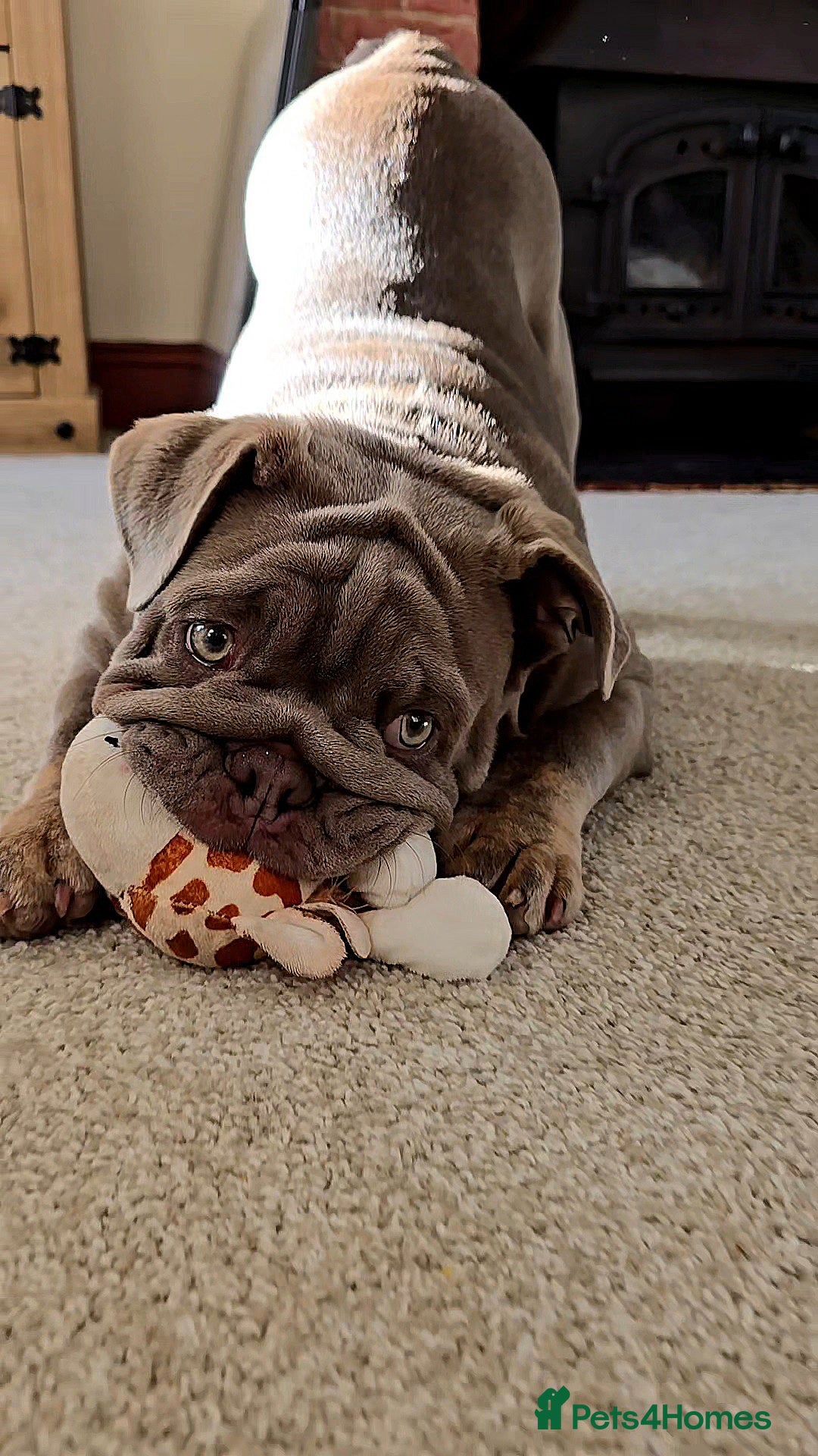 English Bulldog dogs for stud: Lowkey, Pink & Fluffy carrier Proven Stud!  - Image 2