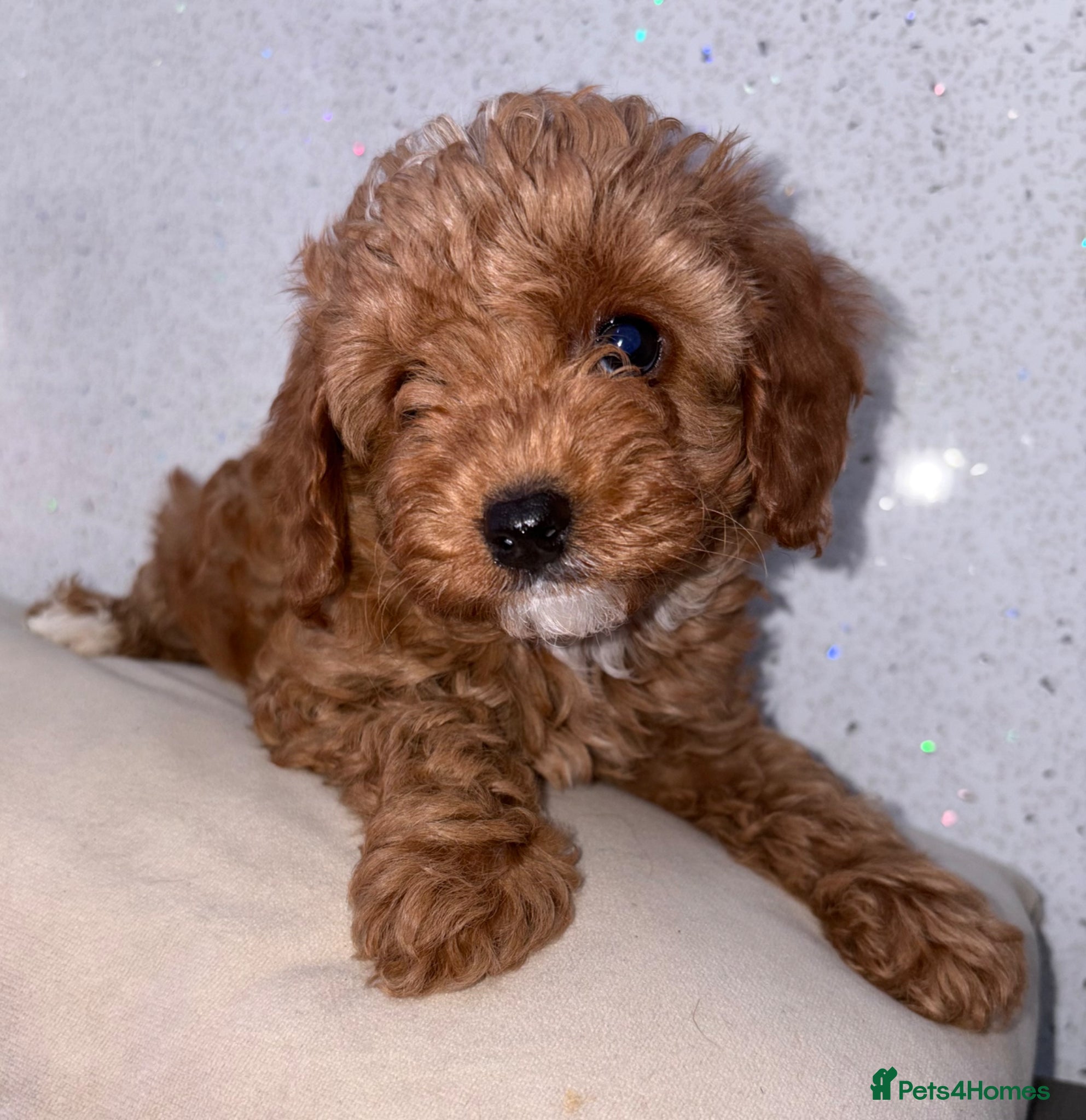 Cavapoo dogs extensively health tested toy cavapoo Girl puppy - Advert 4