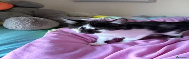 Mixed Breed 1