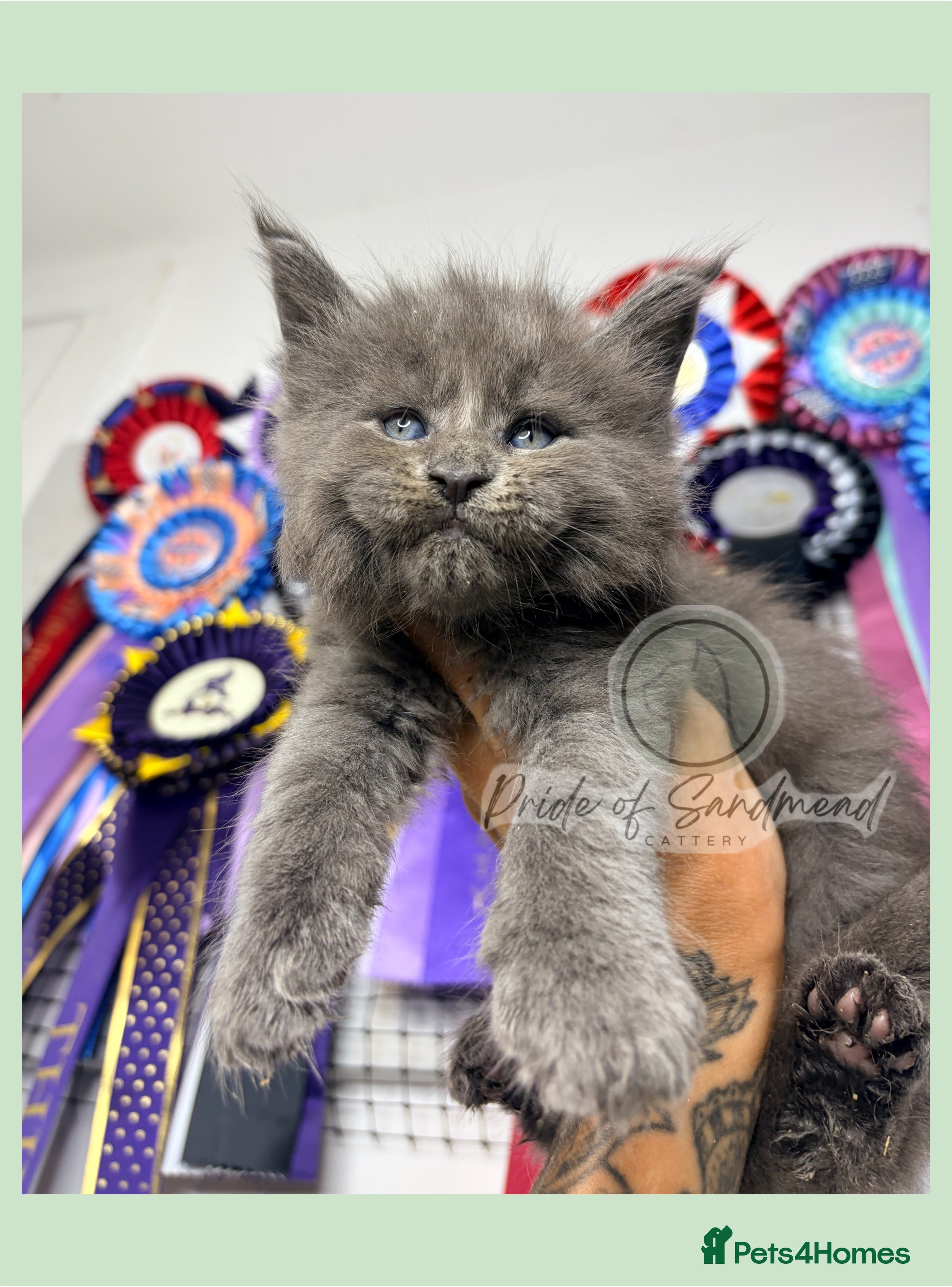Maine Coon cats Family Raised Russian Maine Coons  - Advert 1