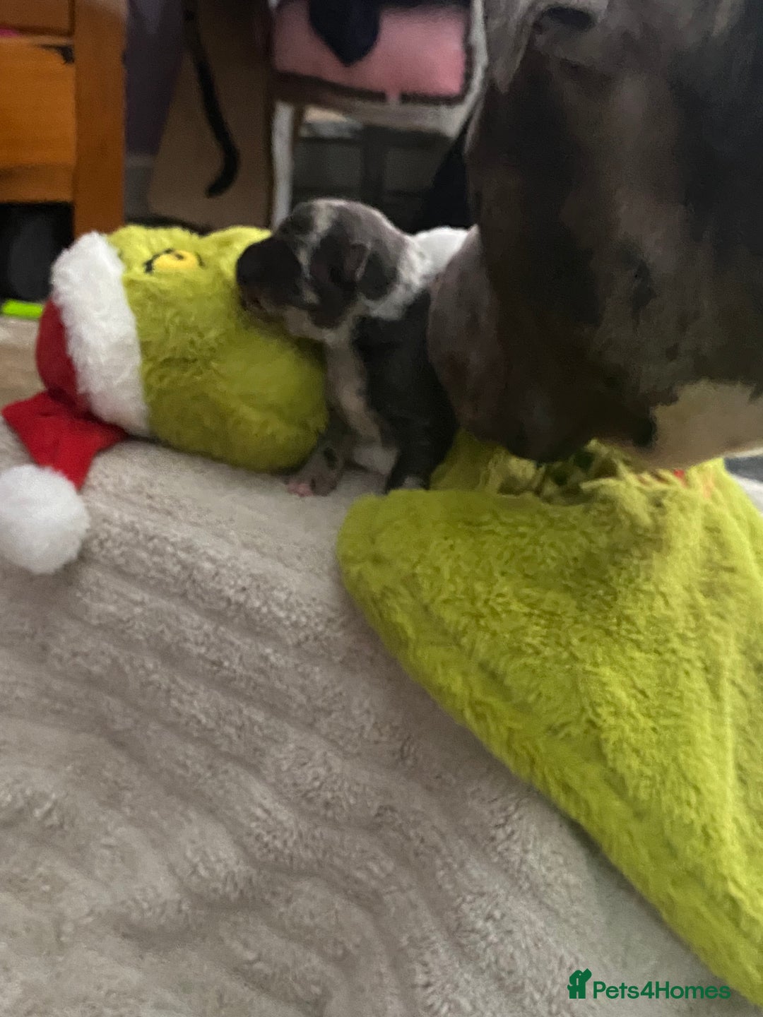 Mixed Breed dogs for sale: Can shepards - Advert 24