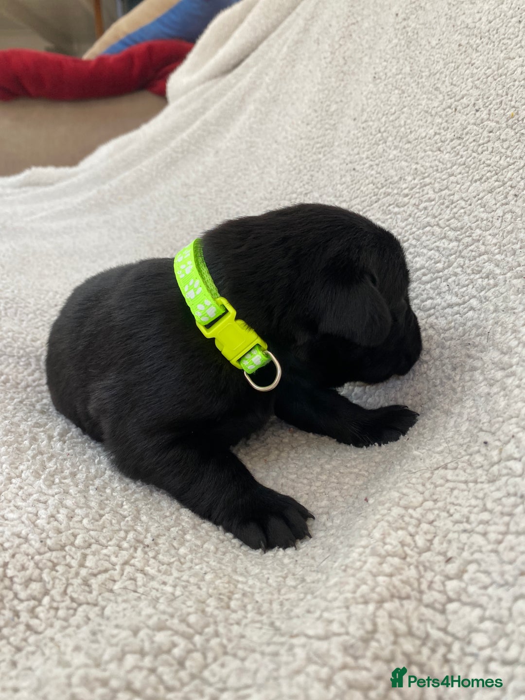 Labrador Retriever dogs for sale: Stunning Labrador Puppies - Image 26