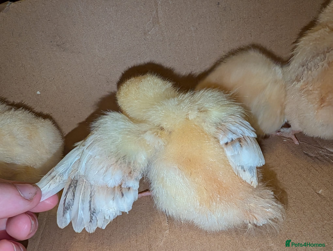 Chickens poultry for sale: Mixed breed chicks and Silkies - Image 14
