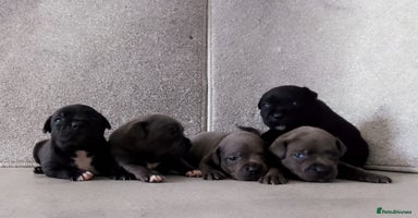 Staffordshire Bull Terrier dogs - Advert 2