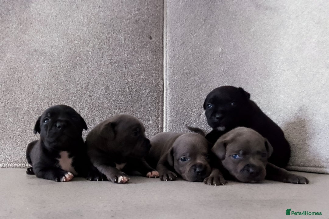 Staffordshire Bull Terrier dogs for sale: champion Fathered blue and black puppies KC reg - Image 2