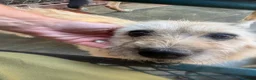 Mixed Breed dogs for adoption: Bunny - Norwich Norfolk  in Norwich - Advert 3