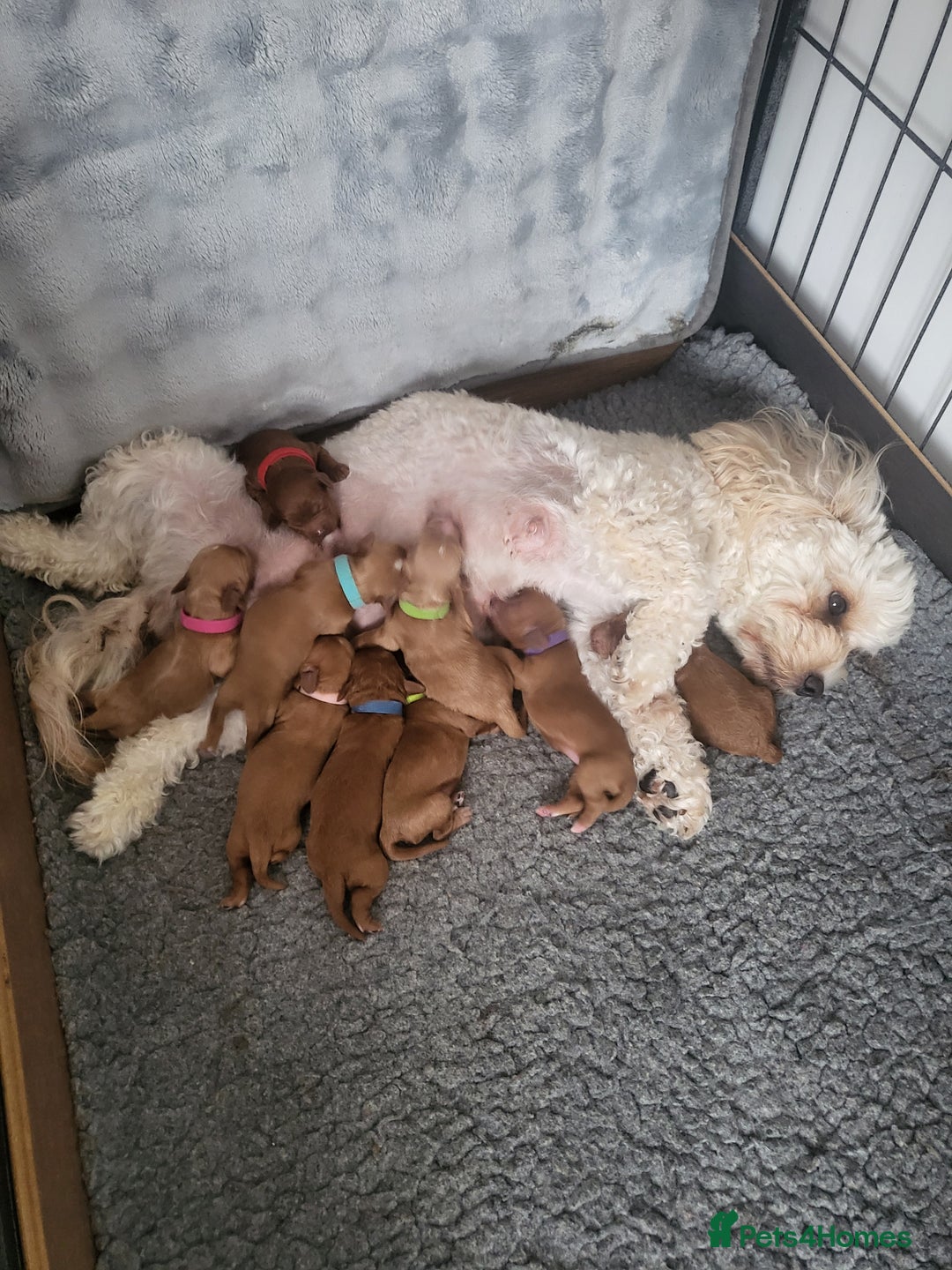 Cavachon dogs for sale: Cavapoochon - Image 18