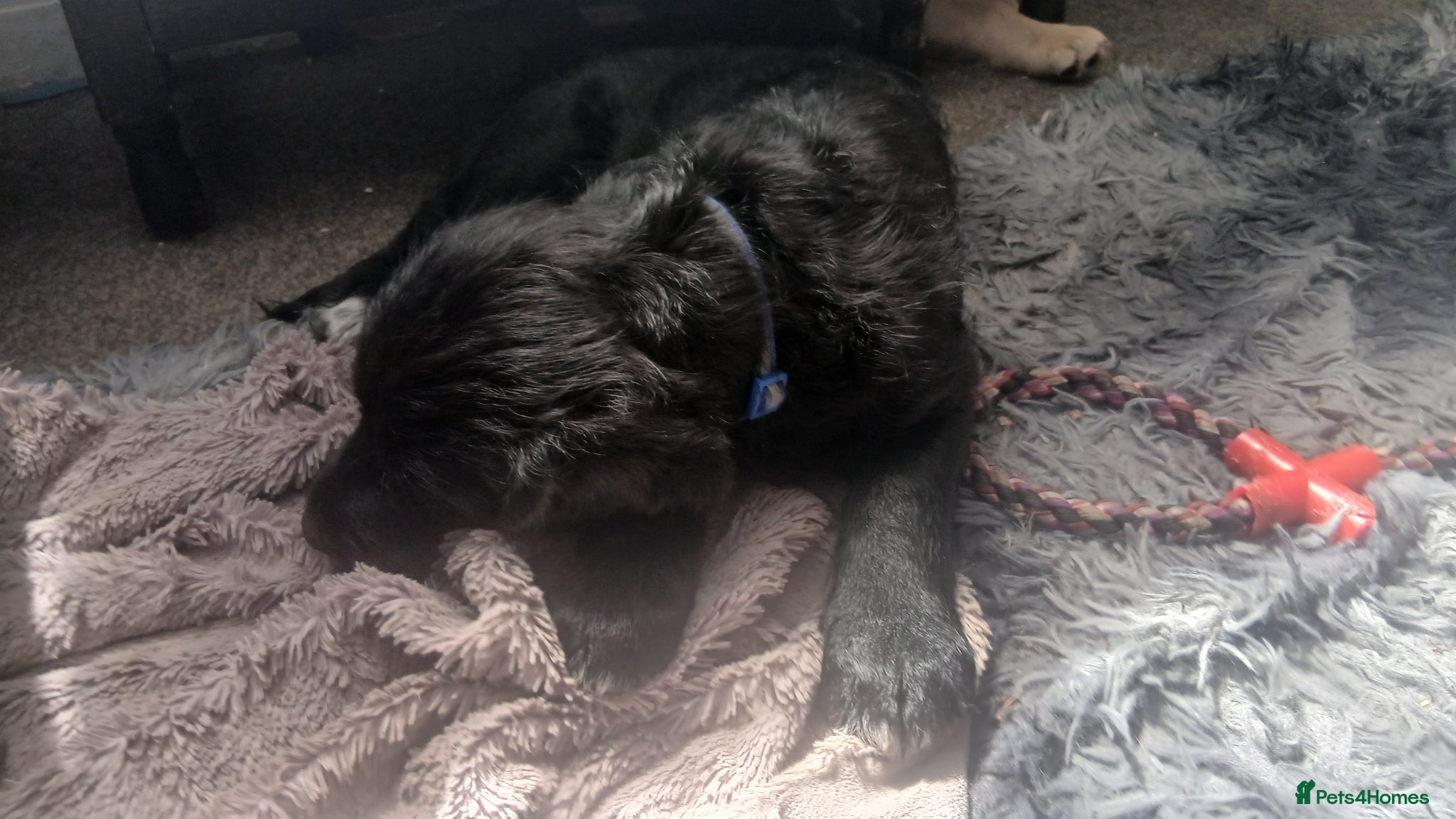 Mixed Breed dogs for sale: Ready Gorgeous Cockapoo x Gold Retriever x pups  - Advert 23