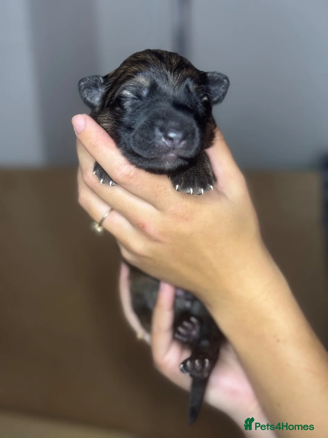 German Shepherd dogs for sale: Beautiful Working Line Pups in Preston - Advert 20