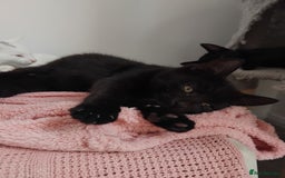 Mixed Breed cats for sale: 3 male microchipped kittens left  - Image 5