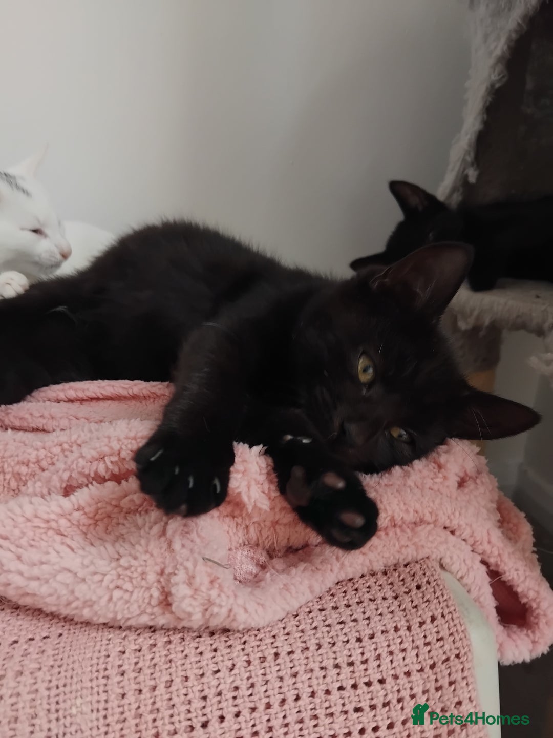 Mixed Breed cats for sale: 3 male microchipped kittens left  - Image 5