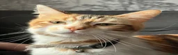 Mixed Breed cats for sale: Lovely Trio of Tabby & White Kittens – 5 Weeks Old - Advert 1
