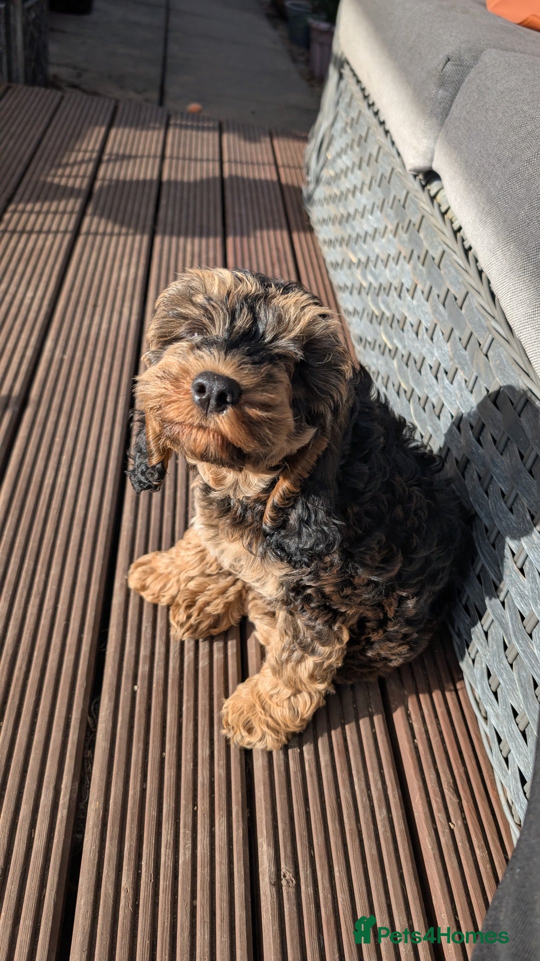 Cockapoo dogs for sale: Cockerpoos  - Image 1