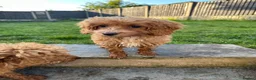 Cockapoo dogs for sale: Beautiful rich red cockapoos - Advert 5