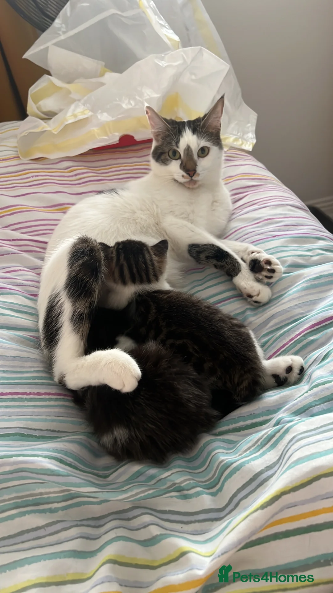 Mixed Breed cats for sale: Girl kittens for sale.  - Advert 6