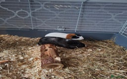 Guinea Pig rodents for sale: Two Beautiful Sows  - Image 1